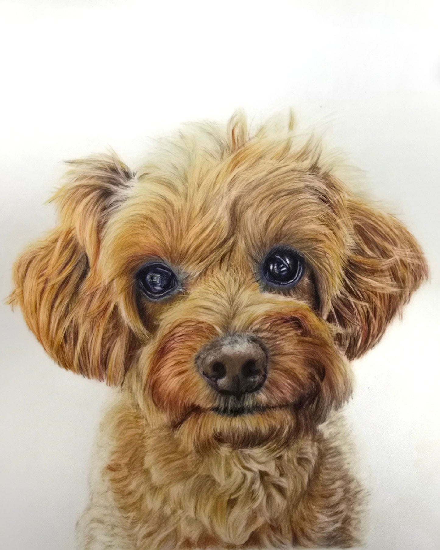 Goldendoodle portrait