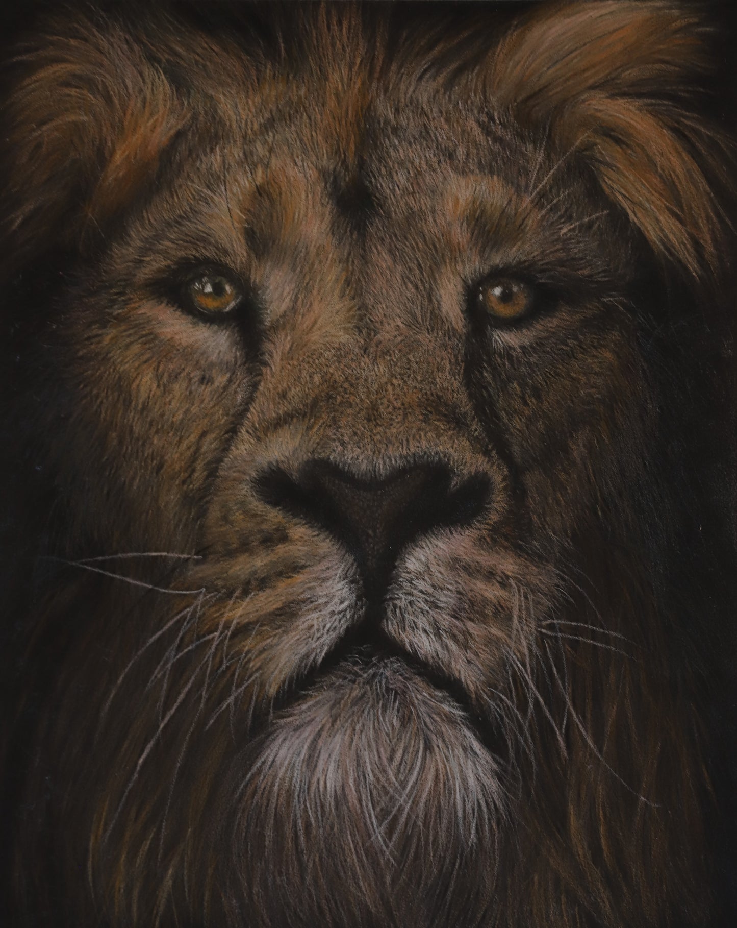 "Alpha's Gaze" - 8 x 10 Original