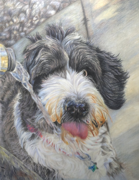 16 x 20 Colored Pencil Portrait (From $800)